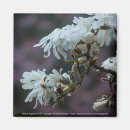 Search for magnolia magnets Tree