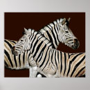 Search for zebra posters Wild life