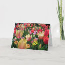 Search for you are special birthday cards Tulips