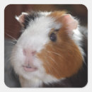 Search for funny pig stickers Cavy