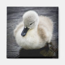 Search for cygnet magnets Bird