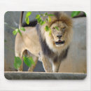 Search for lioness mouse mats Zoo