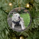 Search for grunge christmas tree decorations Dog