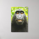 Search for funny animal canvas prints Monkey