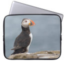 Search for puffin cases Birds