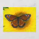 Search for mimics postcards Limenitis archippus