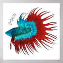 Search for betta posters Fish