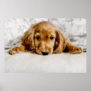 Search for cocker spaniel photography Puppy