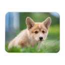 Search for the yard magnets Pembroke welsh corgi