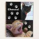 Search for adopt office supplies Kitten
