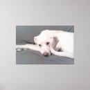 Search for tail pet supplies Funny