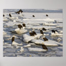 Search for david northcott posters Bald eagle