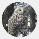 Search for the bird stickers Wild