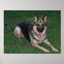 Search for dog obedience posters Animal
