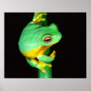 Search for red eye posters Animal