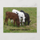 Search for herding Cows