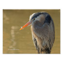Search for great blue heron posters Feathers