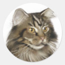 Search for maine coon cat stickers Black