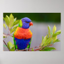 Search for lorikeets posters Animal
