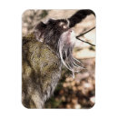 Search for monkey pic magnets Cute