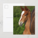 Search for warmblood Breed