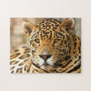 Search for big cat puzzles Photograph
