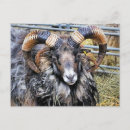 Search for rams postcards Farm animals