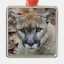 Search for mountain lion christmas tree decorations Wildlife