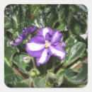 Search for african violet stickers White