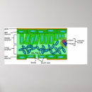 Search for anatomy diagram posters Chart