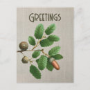 Search for acorn postcards Greetings