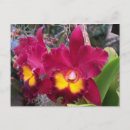 Search for cattleya orchid postcards Floral