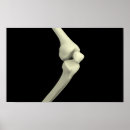 Search for anatomy joint posters Human limbs