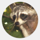 Search for bandits stickers Racoon