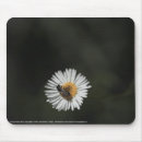 Search for aster flowers electronics Nature