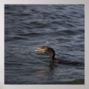 Search for cormorant posters Double crested cormorant