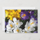 Search for crocus cards Flowers