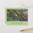 Search for blue peacock bird postcards Animals