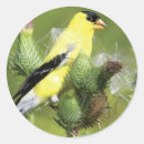 Search for goldfinch stickers Nature