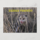 Search for kansas postcards Wildlife