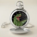 Search for comet watches Night