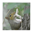 Search for squirrel tiles Forest