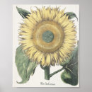 Search for sunflower drawing art Illustration
