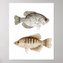 Search for crappie art Fishing