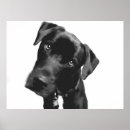 Search for tilt posters Dog