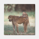 Search for baboon magnets Africa