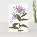 Search for aster flowers cards Nature