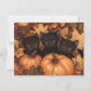 Search for black kitten postcards Pumpkin