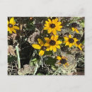 Search for flower group postcards Flowers