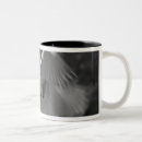 Search for alba mugs Great egret